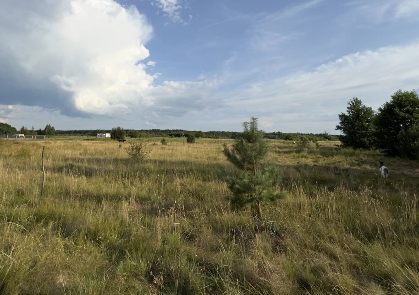 Ділянка 18 соток, Світязь: під житлову забудову, струмок - фото 5