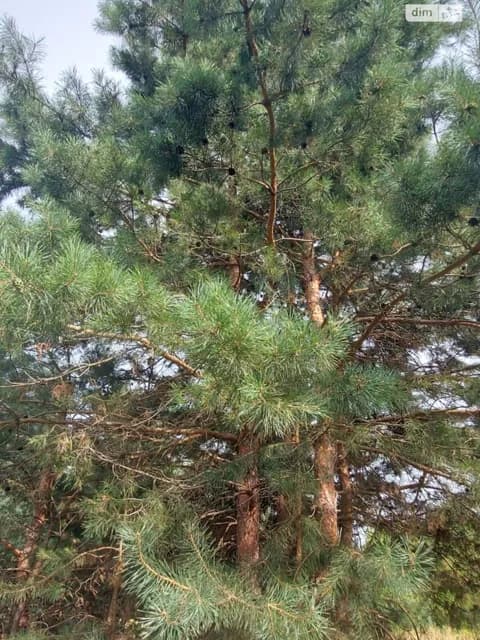Ділянка 10 соток, Терентіївка: під житлову забудову, під садівництво - фото 4