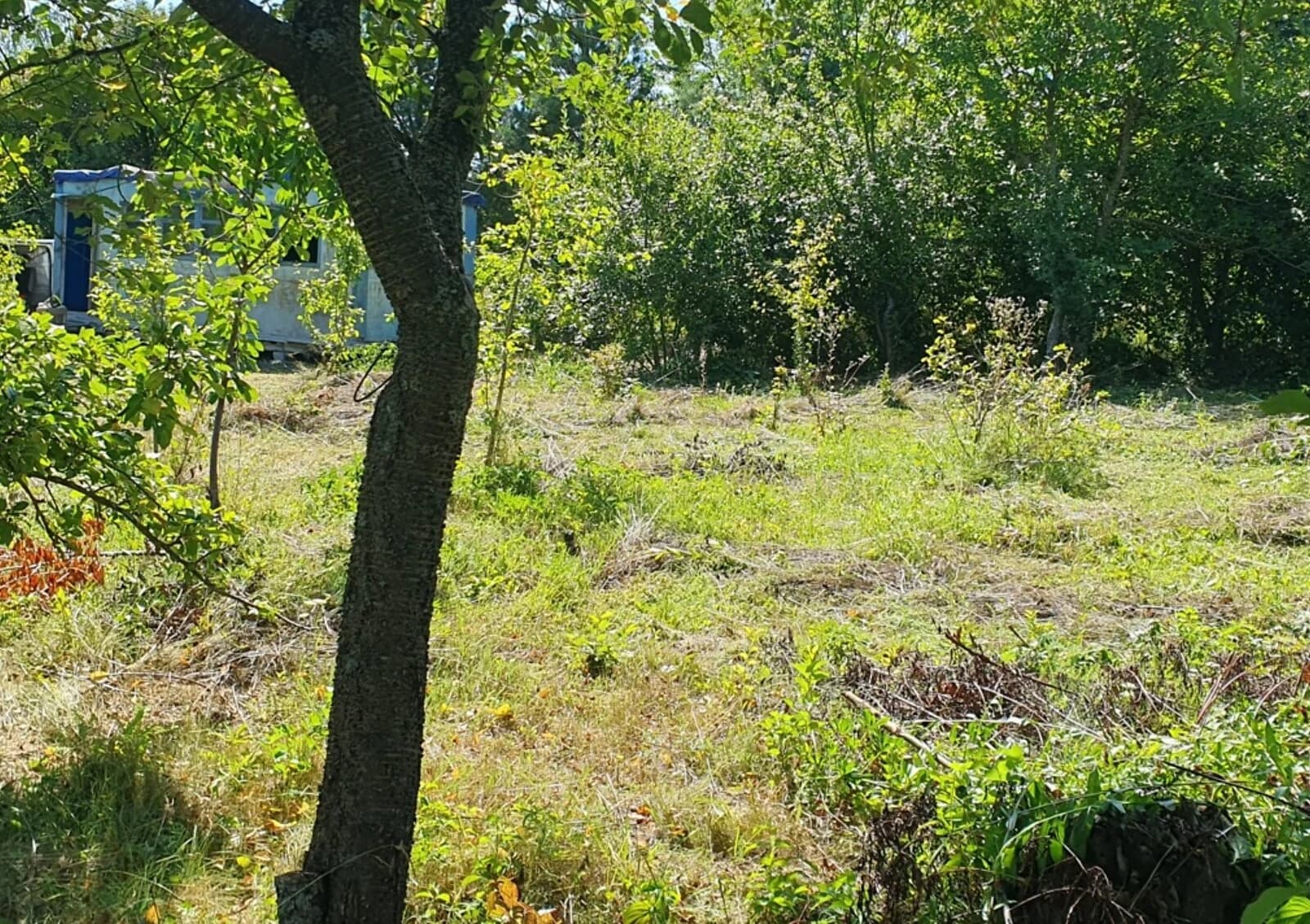 Ділянка 8.5 соток, Пашківці: під житлову забудову, чорнозем - фото 4