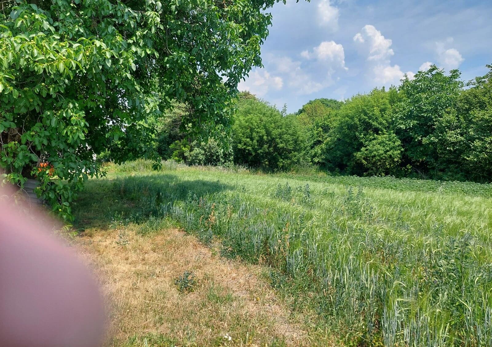 Ділянка 85 соток, Радомишль: під забудову, електрика і газ, криниця - фото 4