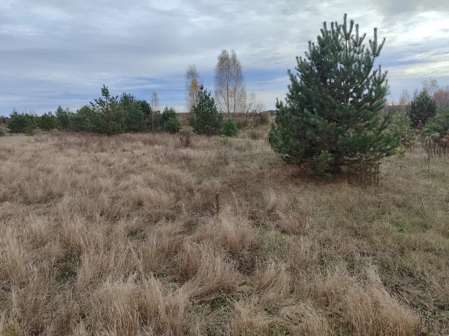 Ділянка 1 760 соток, Немовичі: сільгоспземля, світло поруч - фото 5