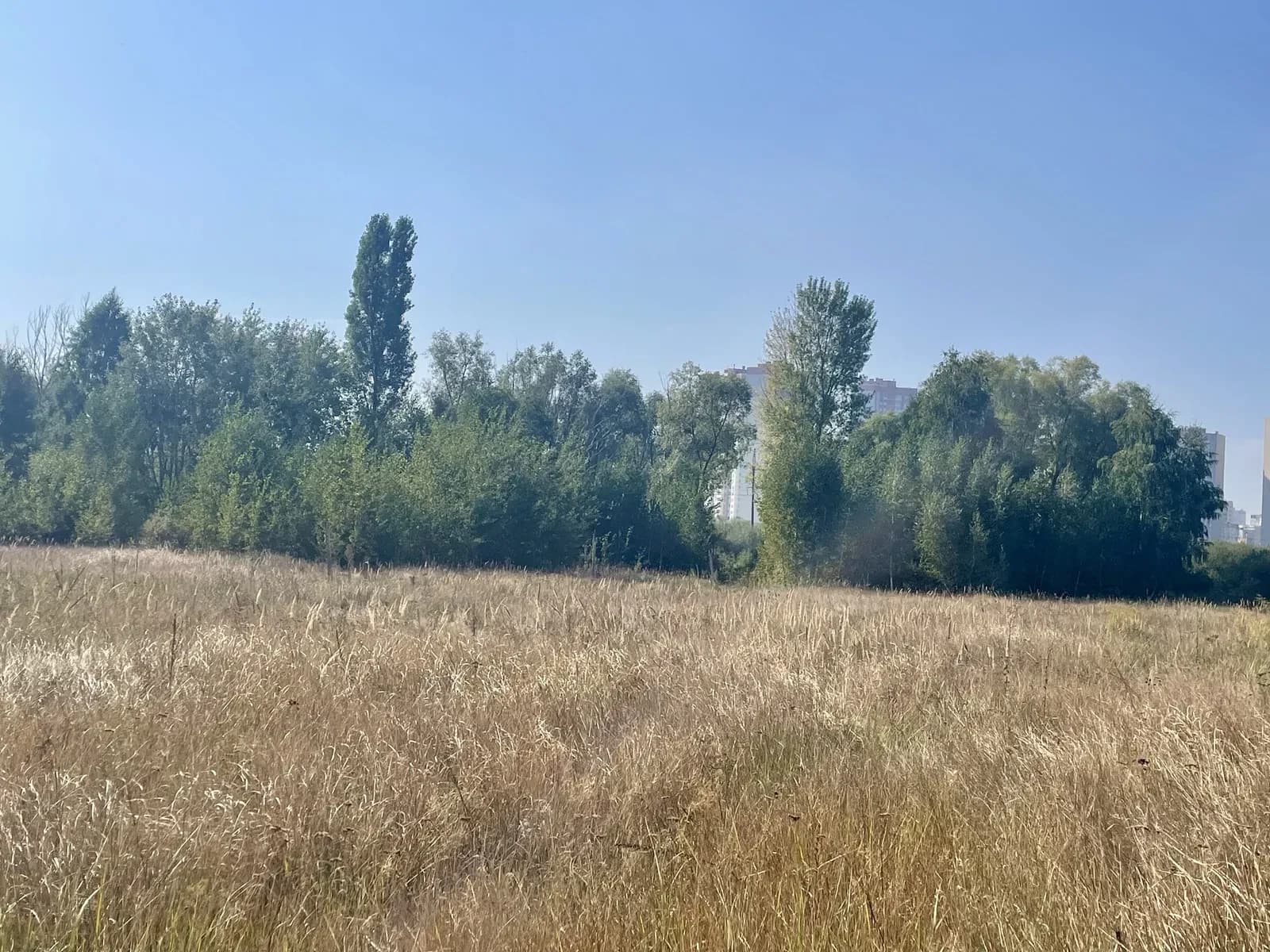 Ділянка 39 соток, Погреби: 300 метрів до межі Києва, закінчується лісом - фото 4