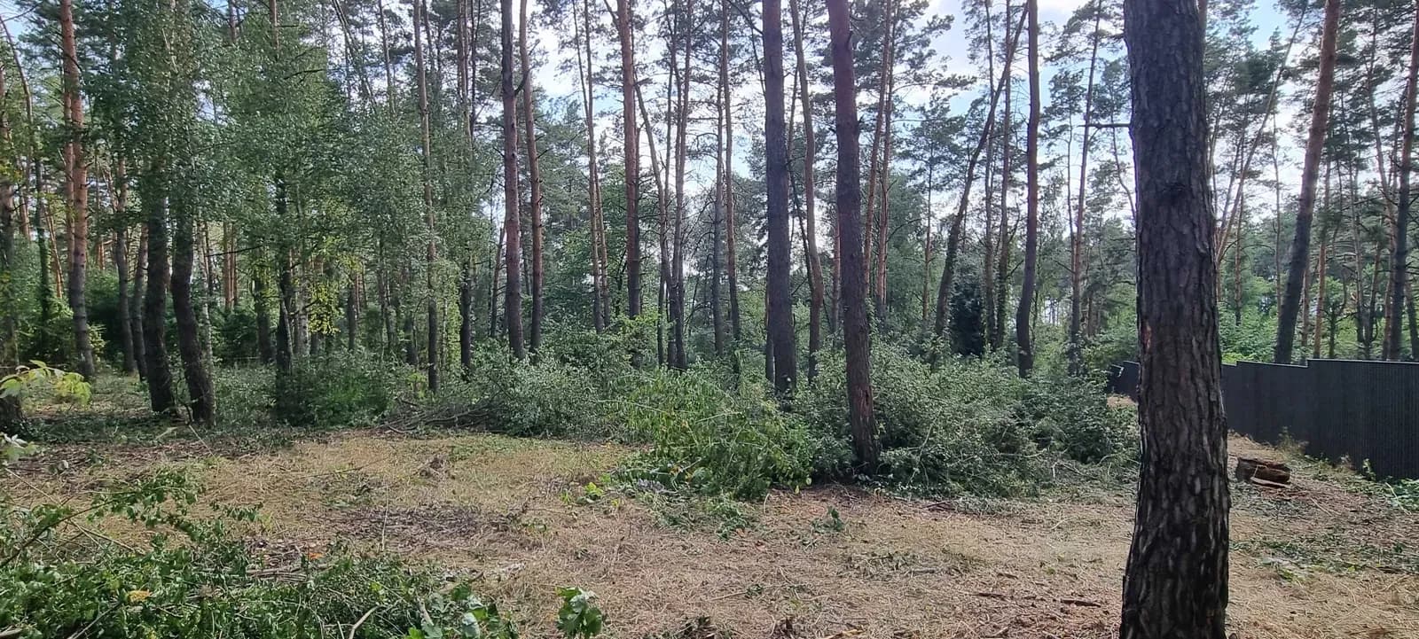 Ділянка 24 сотки, Блиставиця: сосновий ліс, озеро, електрика поряд - фото 3
