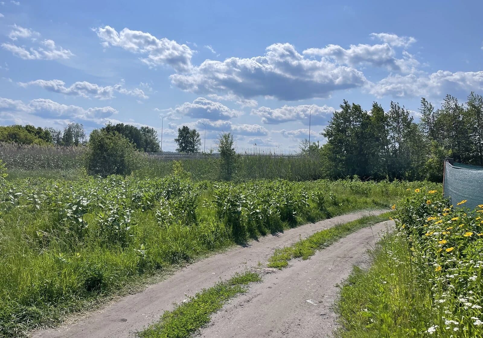 Ділянка 10 соток, Обухів: під житлову забудову, чорнозем - фото 3