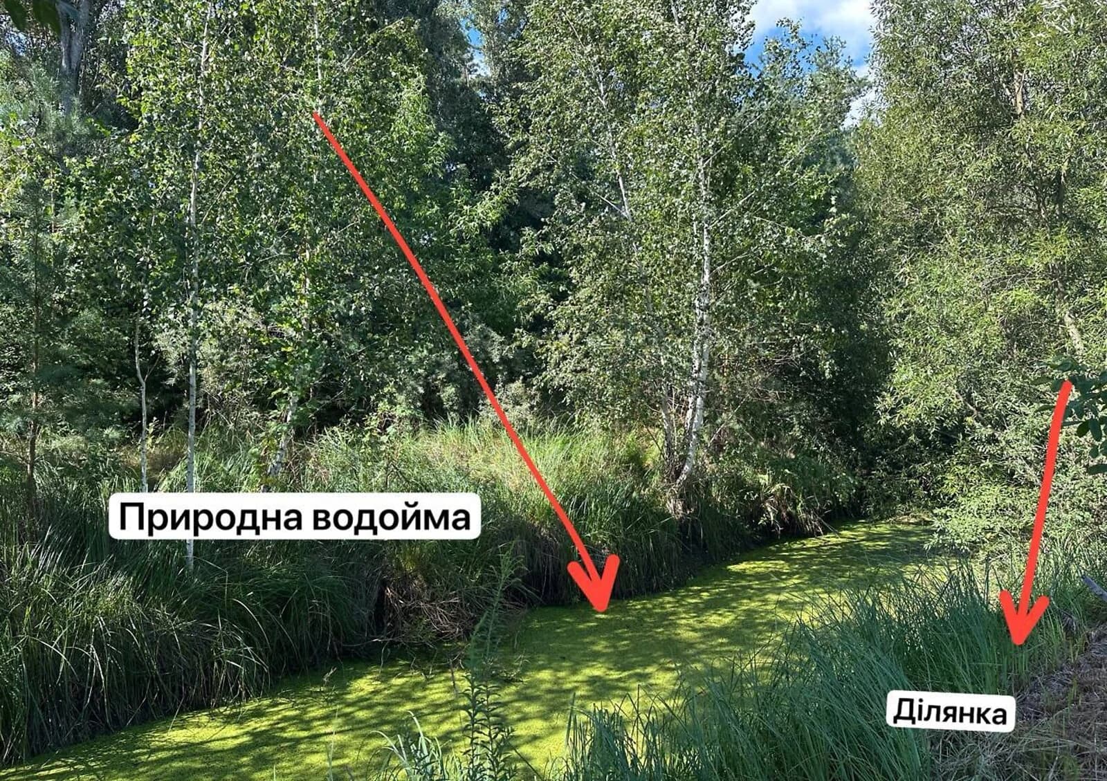 Ділянка 8.88 сотки, Романків: під житлову забудову, сад і струмок - фото 2