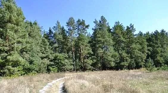 Ділянка 186 соток, Обухів: фасадна, під забудову, обмін - фото 3