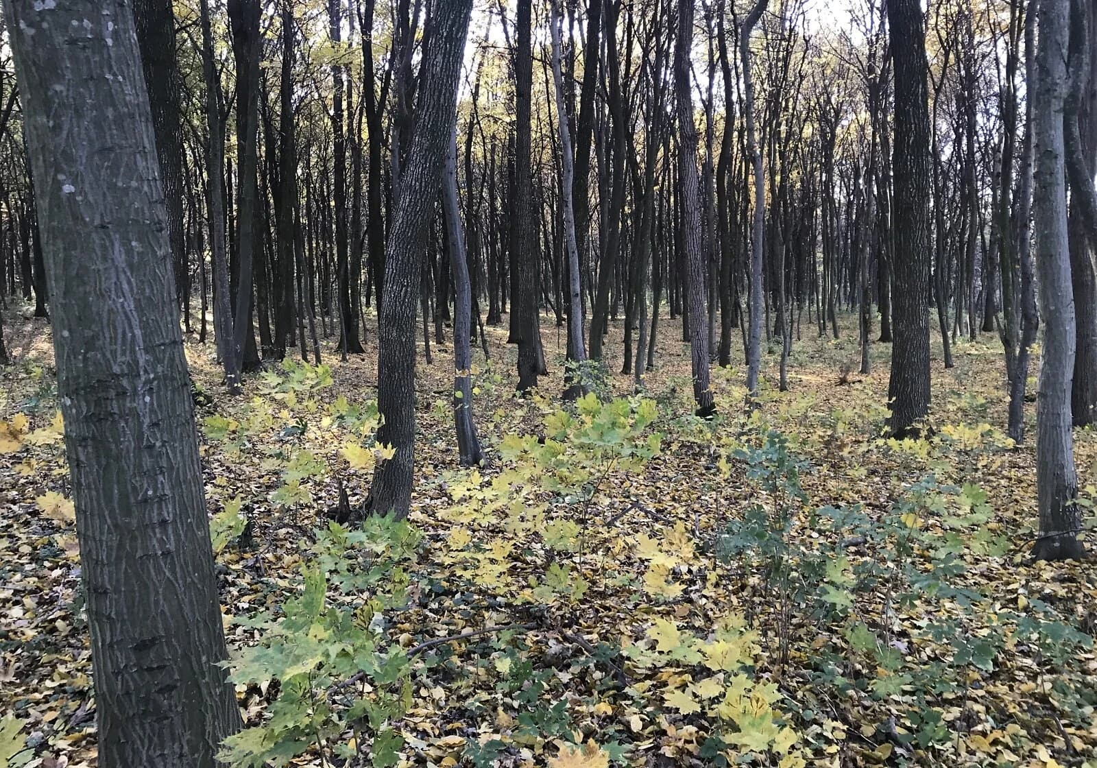 Ділянка 20 соток, Ярославичі: під житлову забудову, чорнозем - фото 3