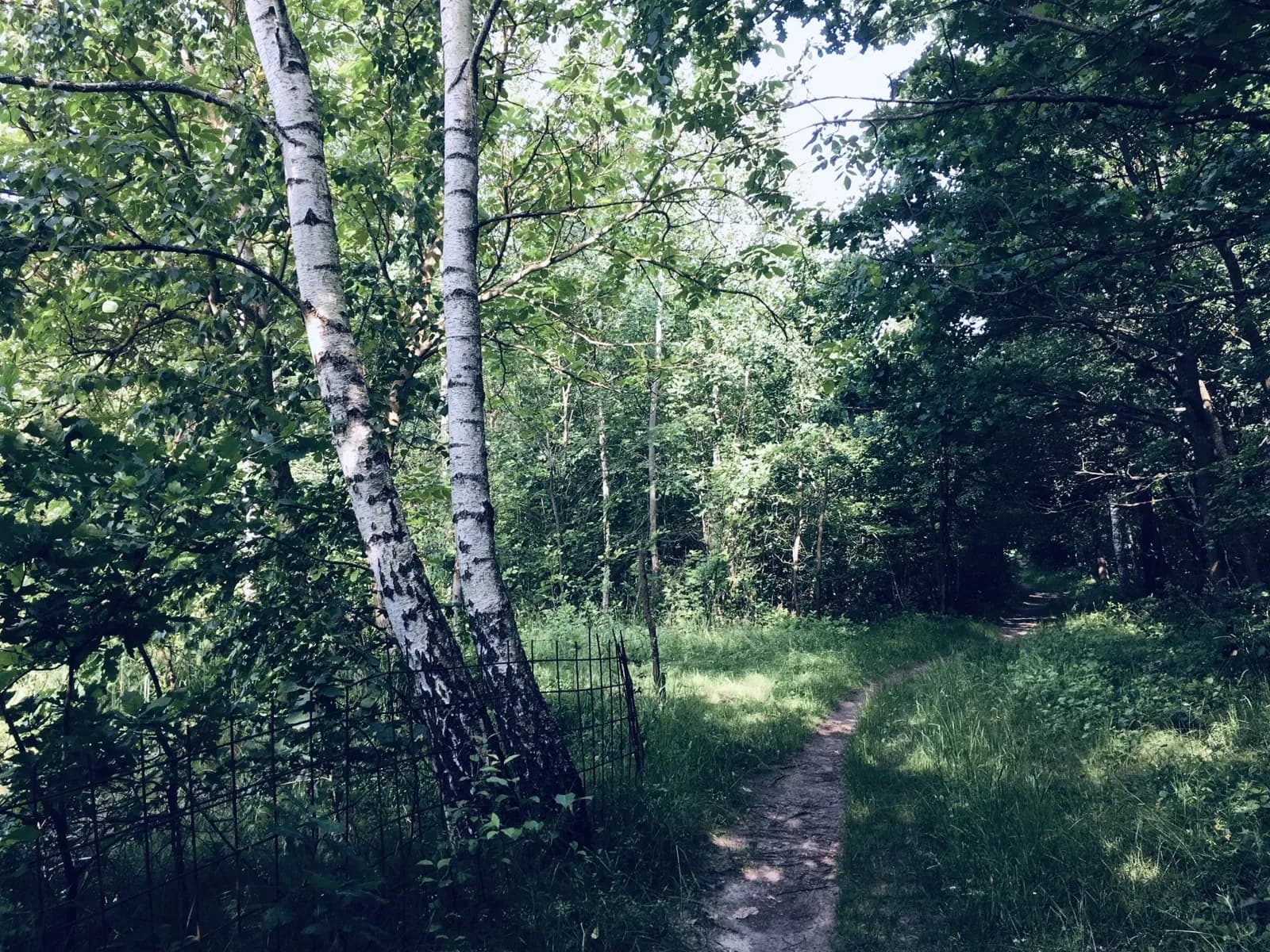 Ділянка 18 соток, Вишнів: електрика, свердловина, ліс - фото 4