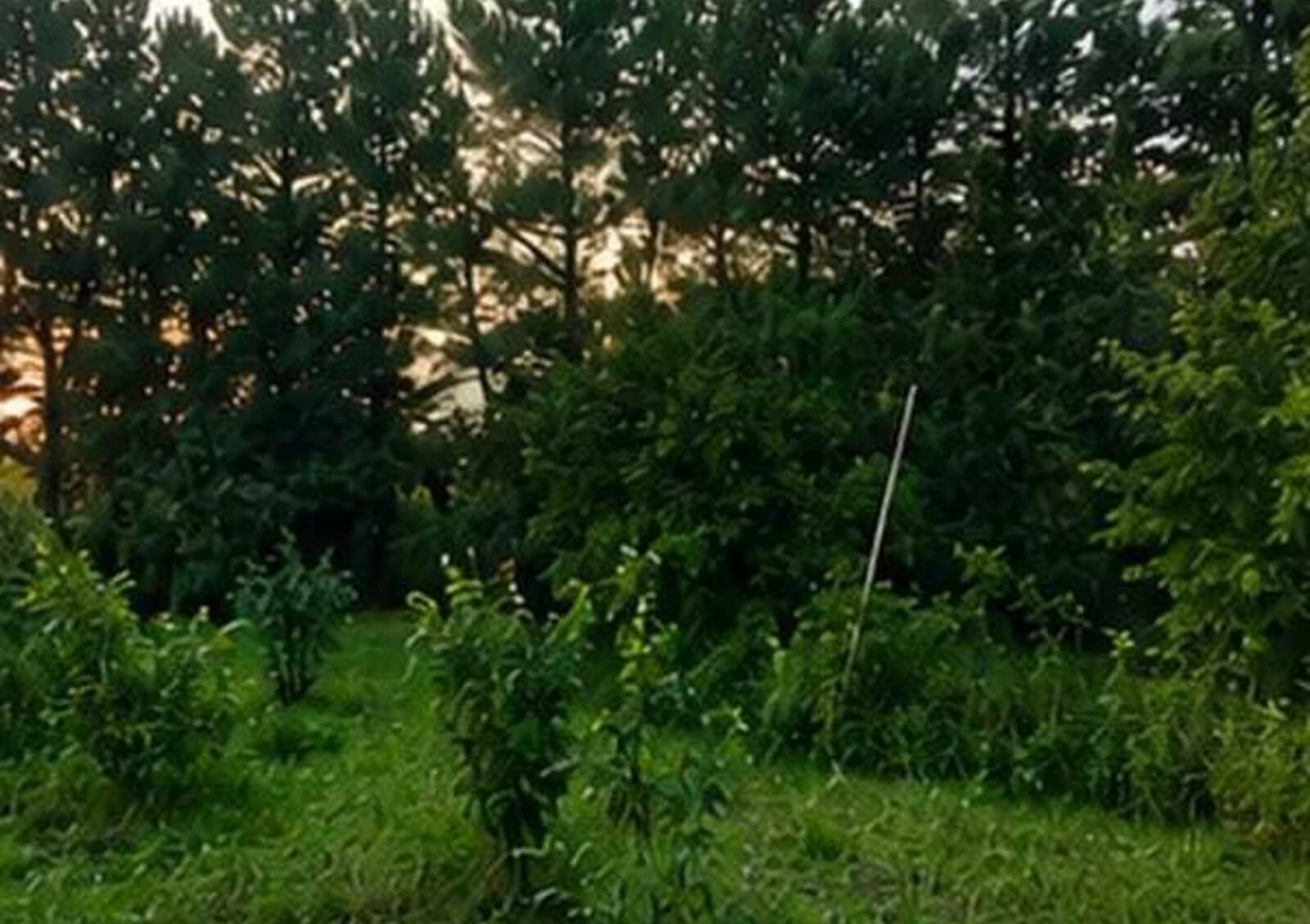 Ділянка 24 соток, Новоолександрівка: центральний водопровід, під гараж - фото 4