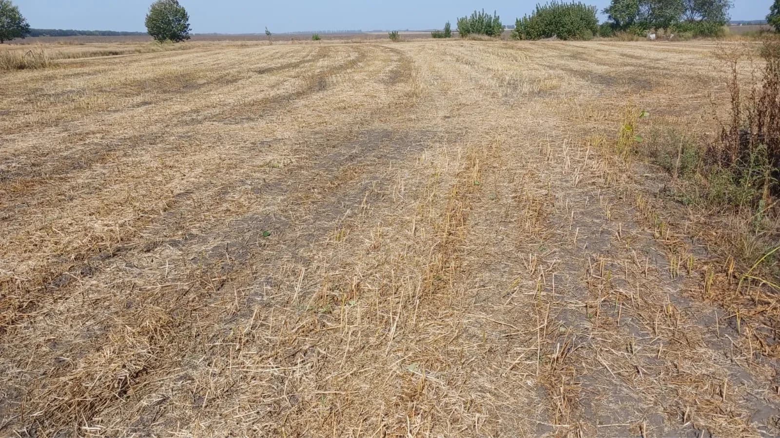 Ділянка 41 соток, Мирівка: житлова забудова, озеро 200 м - фото 3