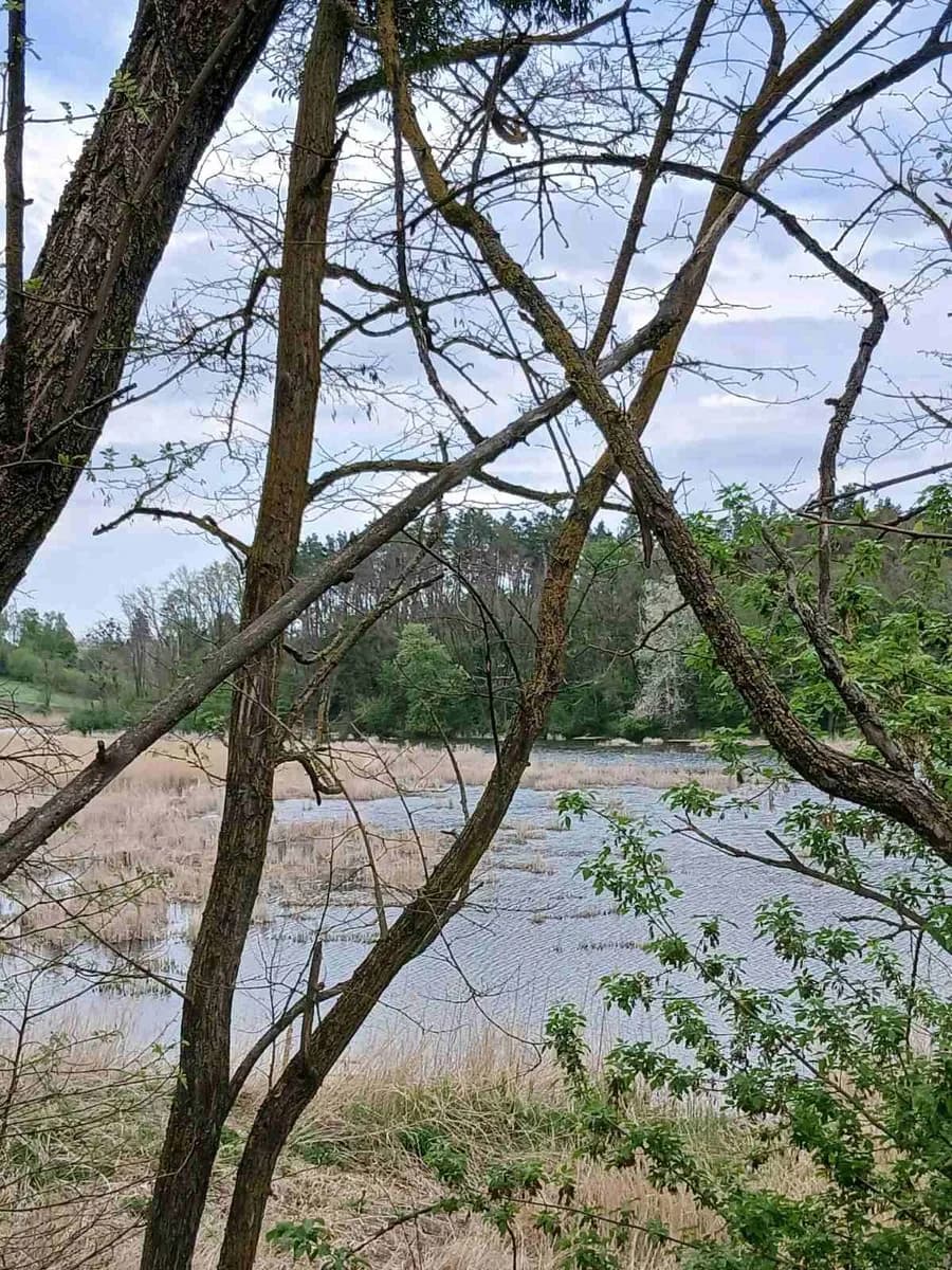 Будинок, Лишня: вид на ліс і водойму, 31 сотка - фото 5
