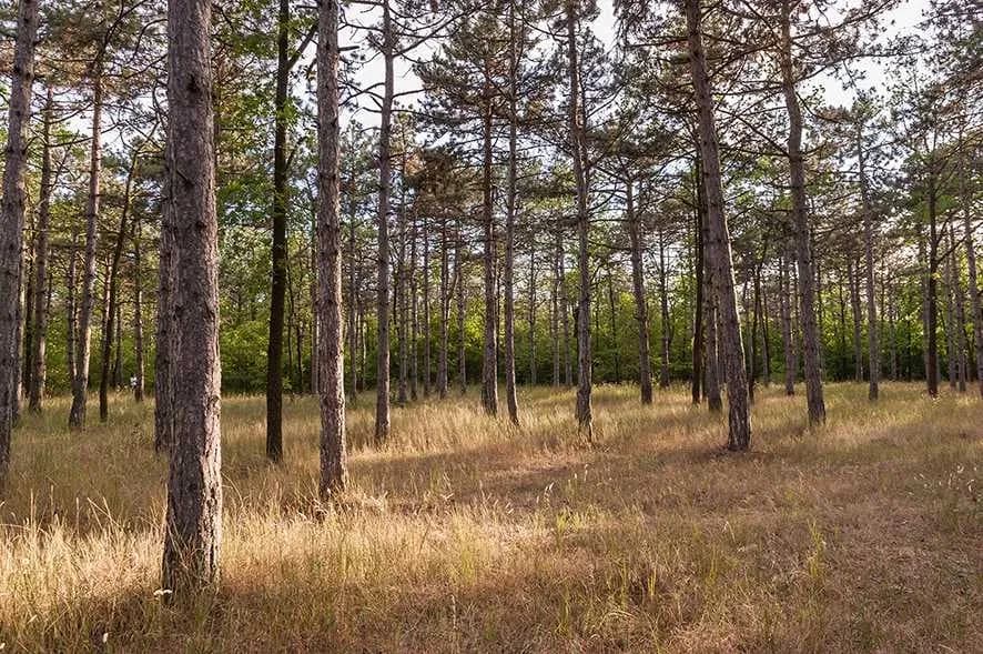 Ділянка 9,75 соток, Сосновий берег: Лузанівський ліс, море поруч - фото 3
