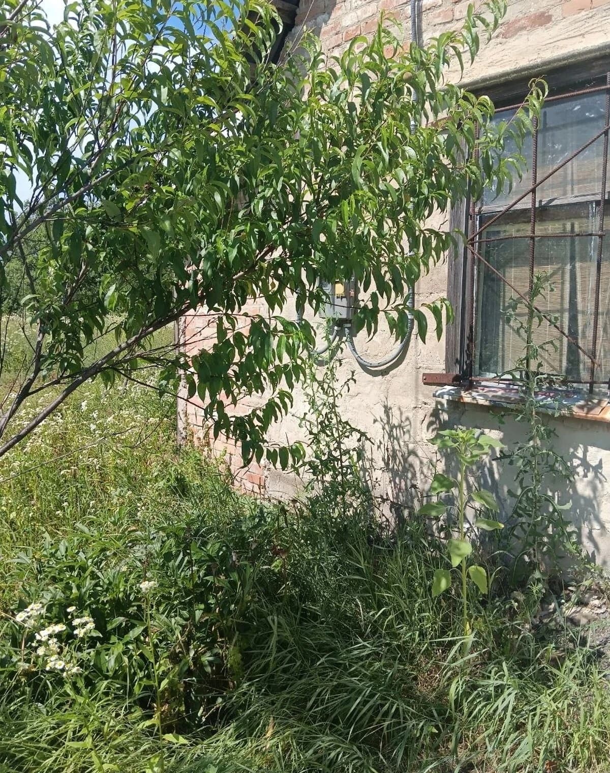 Ділянка 11.8 соток, Зорівка: під житлову забудову, криниця - фото 3