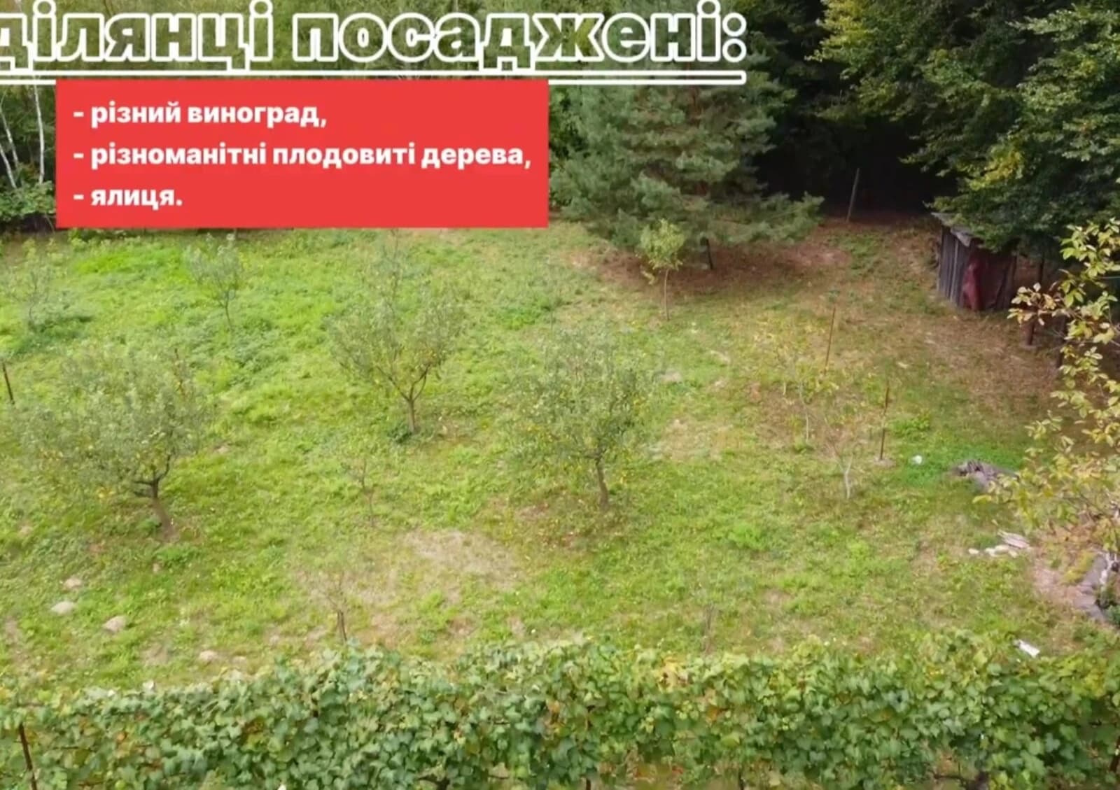 Ділянка 8.6 соток, Оріховиця: сад, виноградник, паркан - фото 3