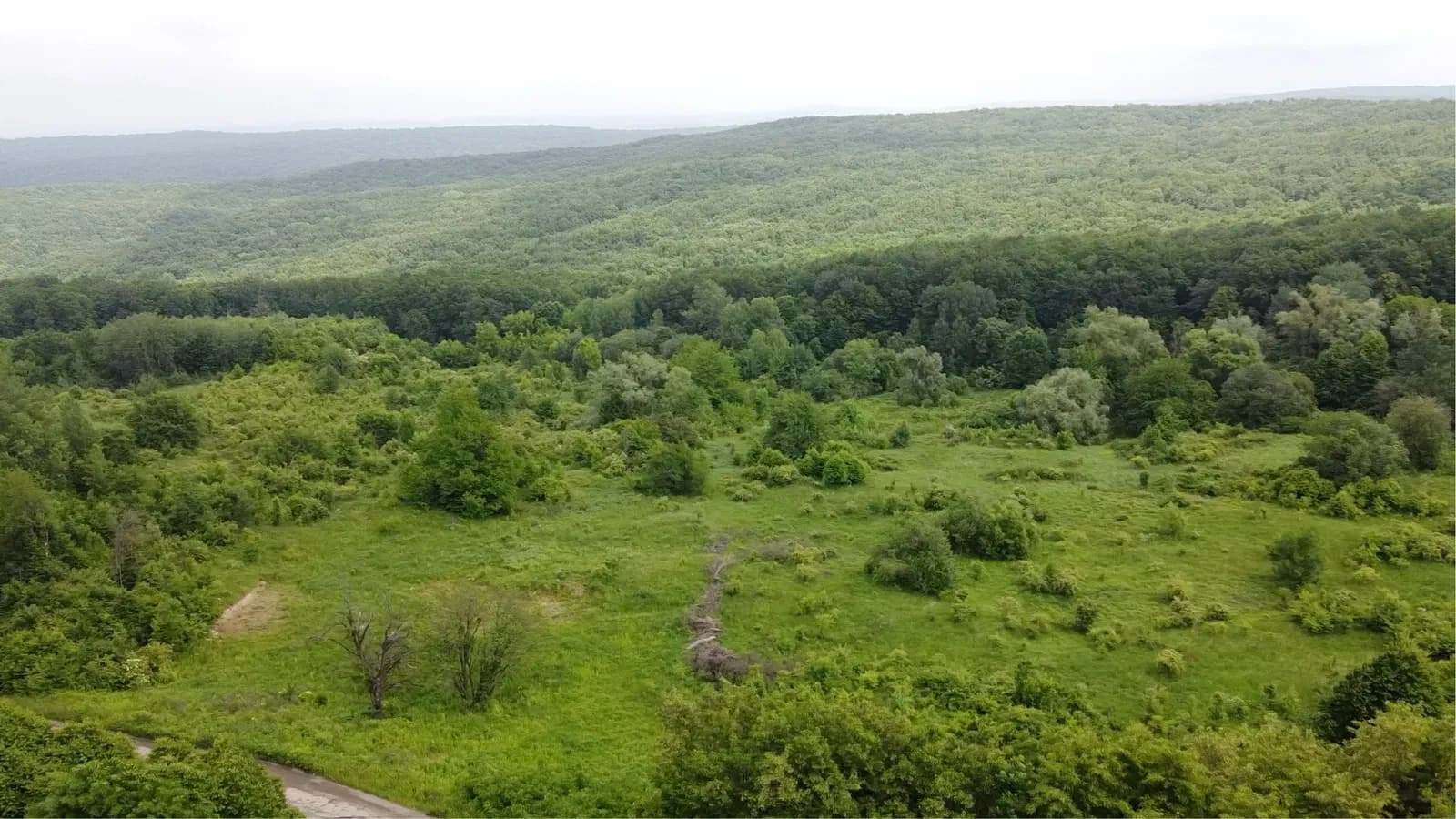 Ділянка 140 соток, Валя Кузьмина: ліс, асфальтована дорога - фото 2