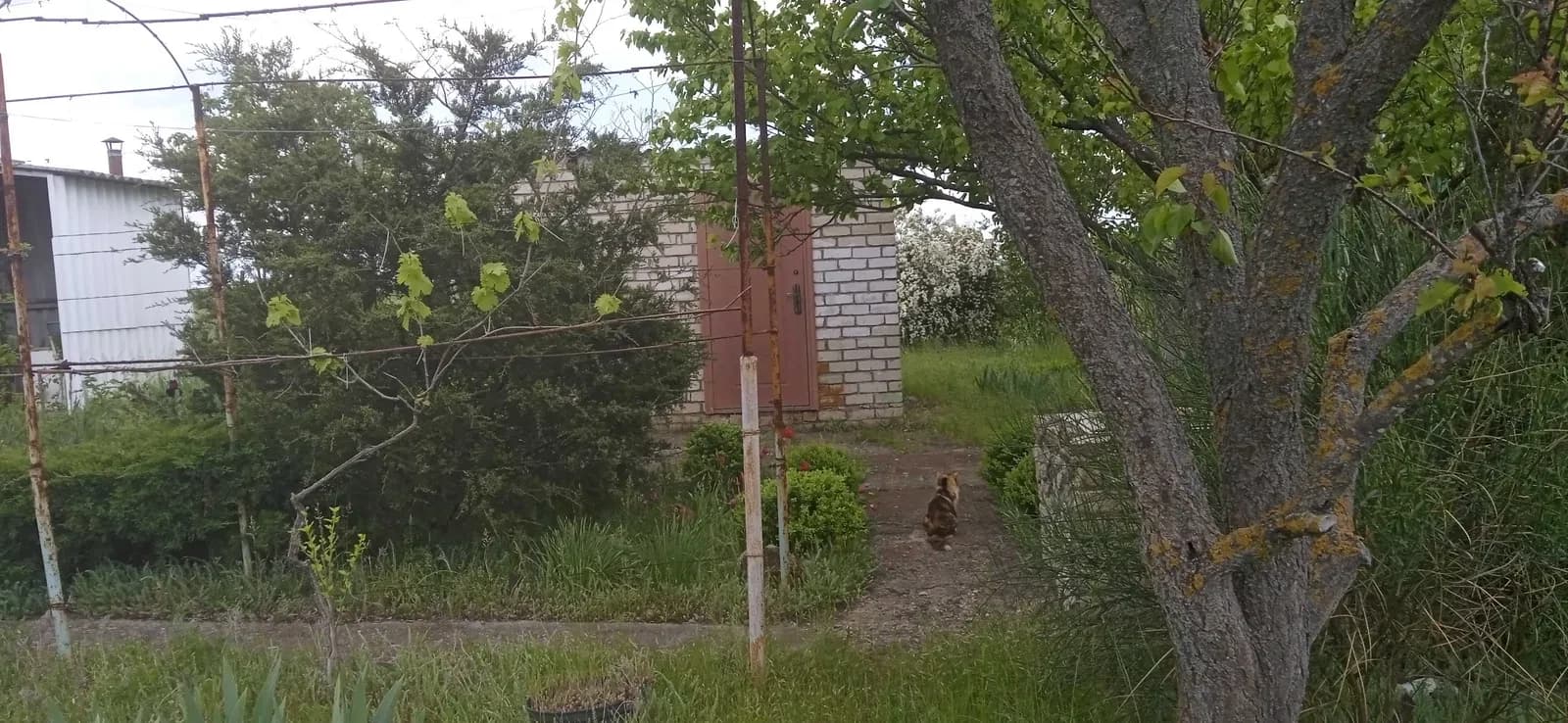 Ділянка 4 соток, Болгарка: літній будиночок, колодязь на 5 кубів - фото 4