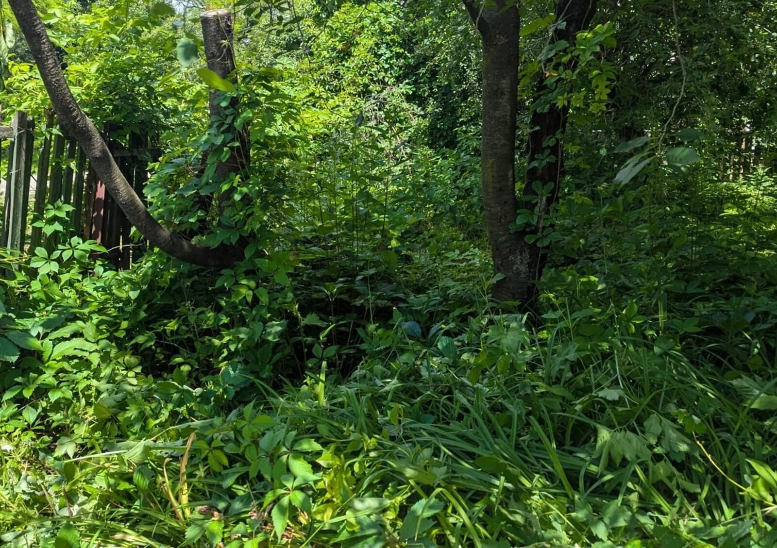 Ділянка 37 соток, Зеленьки: житлова забудова, природне озеро, під гараж - фото 3