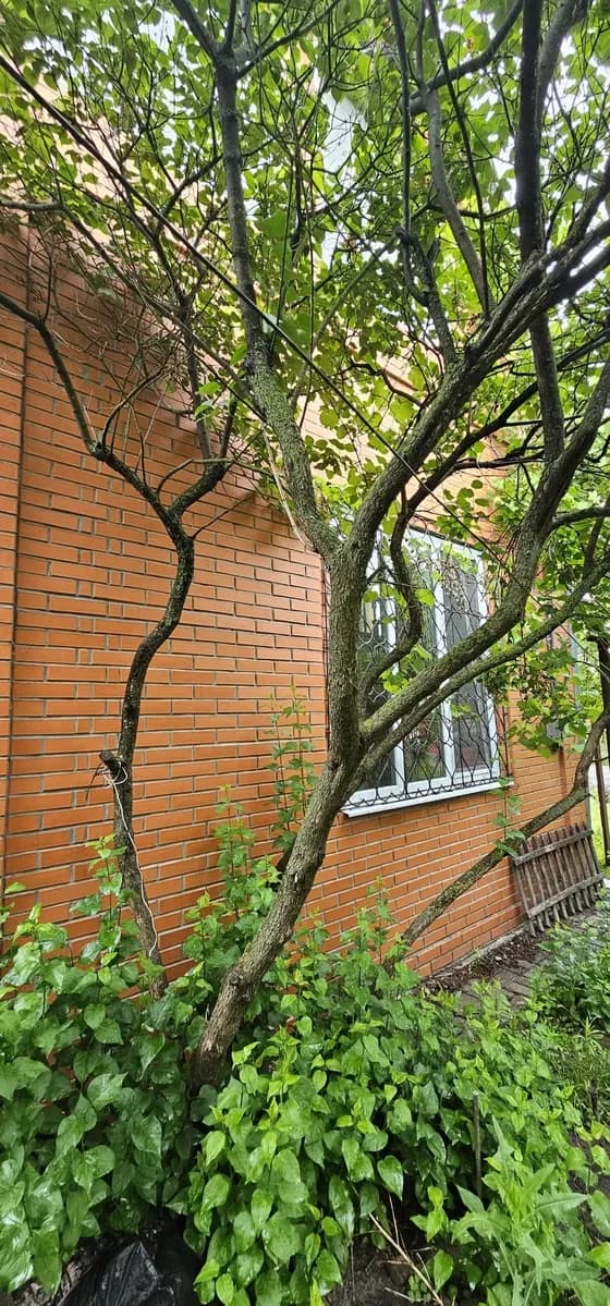 Дача, Деснянський: сауна, 5 спалень, 2 км до метро Славутич