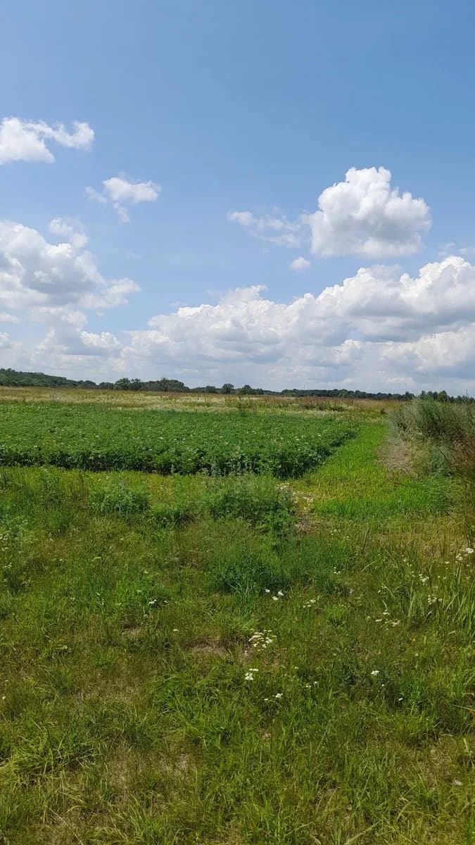 Ділянка 0,10 соток, Ржищів: під забудову, біля лісу - фото 5