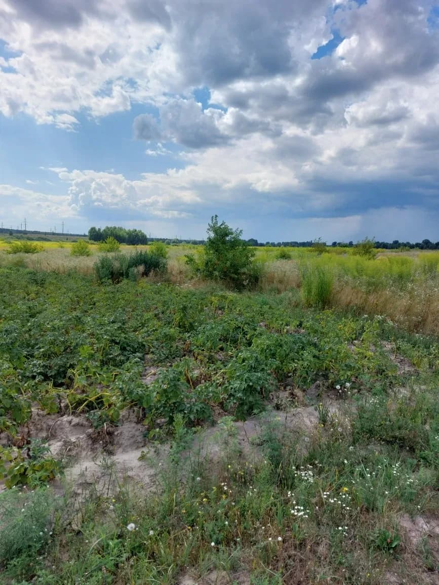 Ділянка 12 соток, Нові Петрівці: під будівництво, ліс і море - фото 1