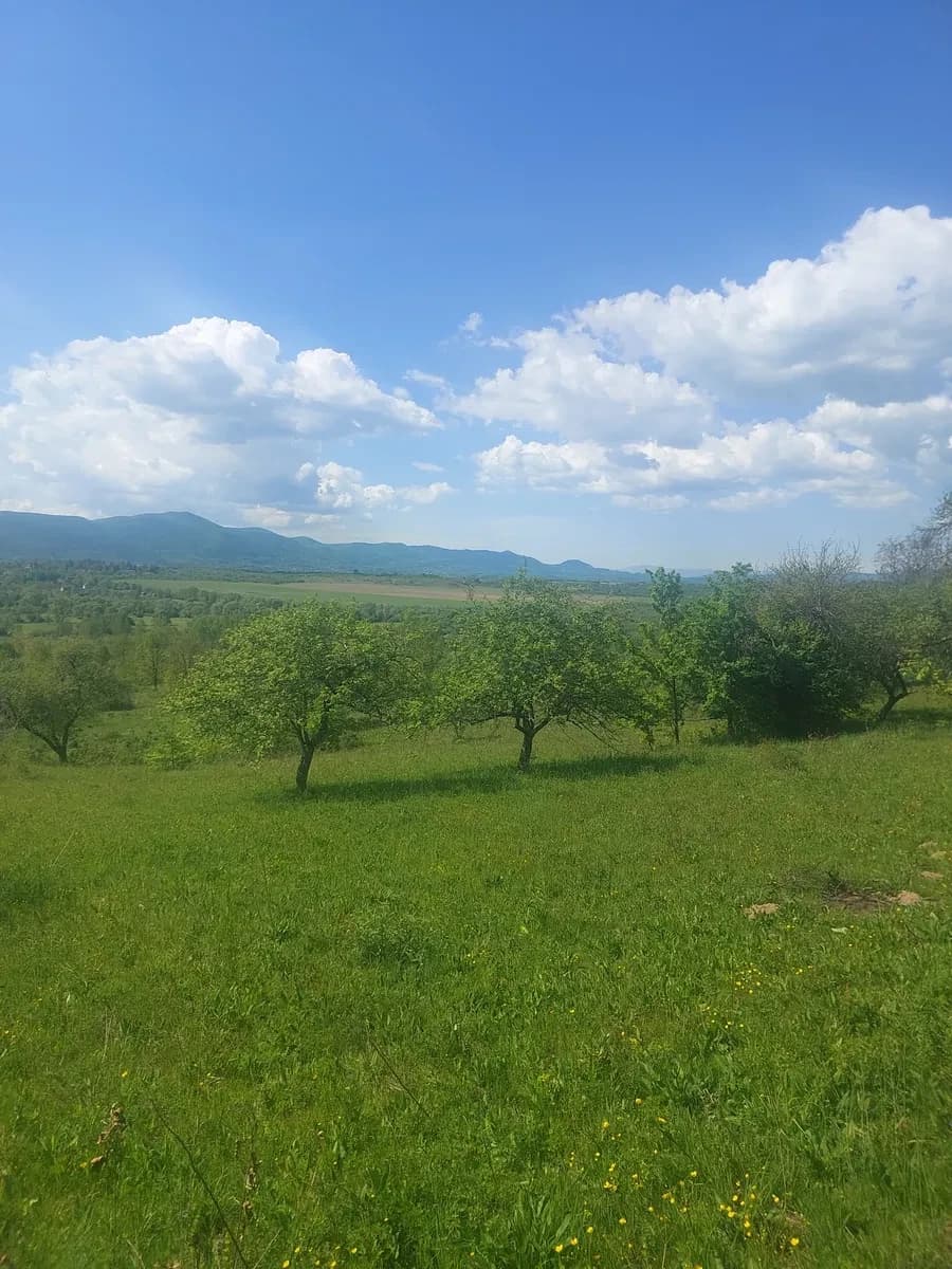 Ділянка 25 соток, Хуст: природна лісова зона, термальний комплекс за 5 км