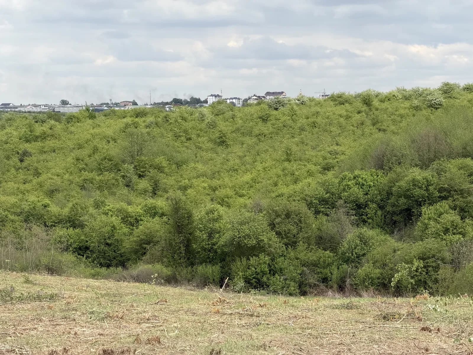 Ділянка 231 соток, Солонка: ліс з двох сторін, можна провести світло - фото 5