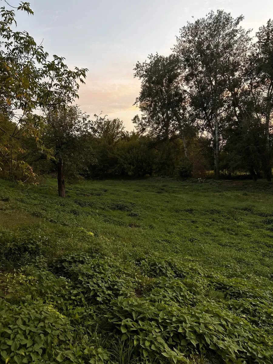 Ділянка 86 соток, Старі Безрадичі: без комунікацій - фото 2