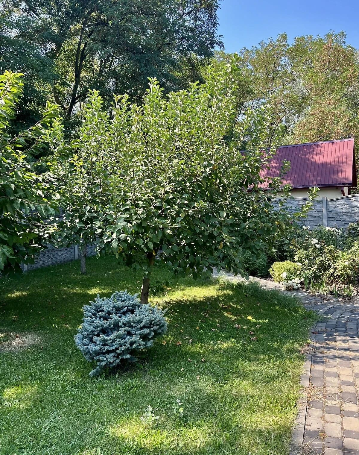Будинок, Хортиця: 10 соток, бесідка, індивідуальне опалення - фото 4