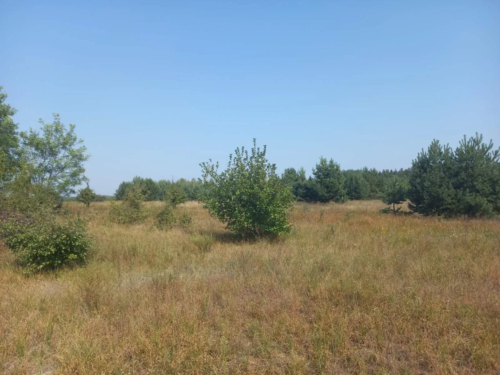 Ділянка 20 соток, Абрамівка: поруч ліс, електрика - фото 4