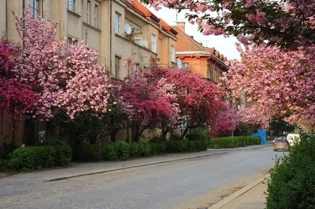 2-кімнатна квартира, Ужгород: антикварні елементи, вид на річку Уж - фото 1