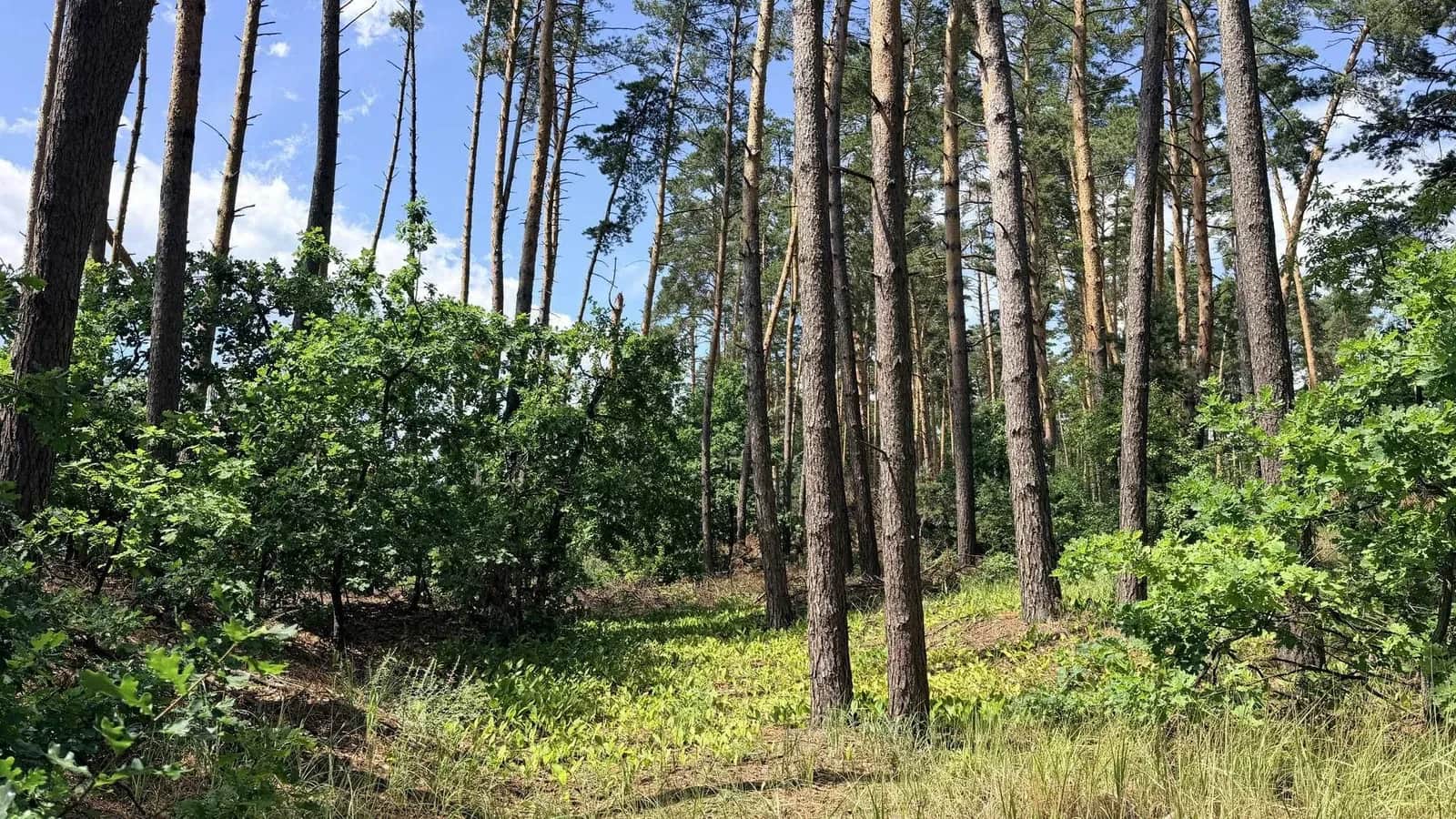Ділянка 12,5 соток, Кедина Гора: 100 м до Дніпра, сосновий ліс - фото 2