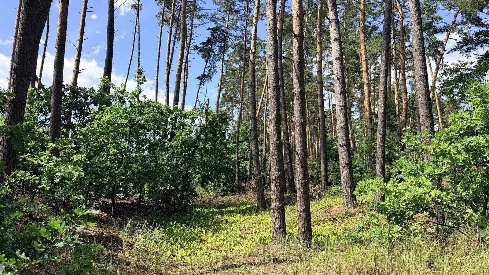 Ділянка 12,5 соток, Кедина Гора: 100 м до Дніпра, сосновий ліс - фото 2