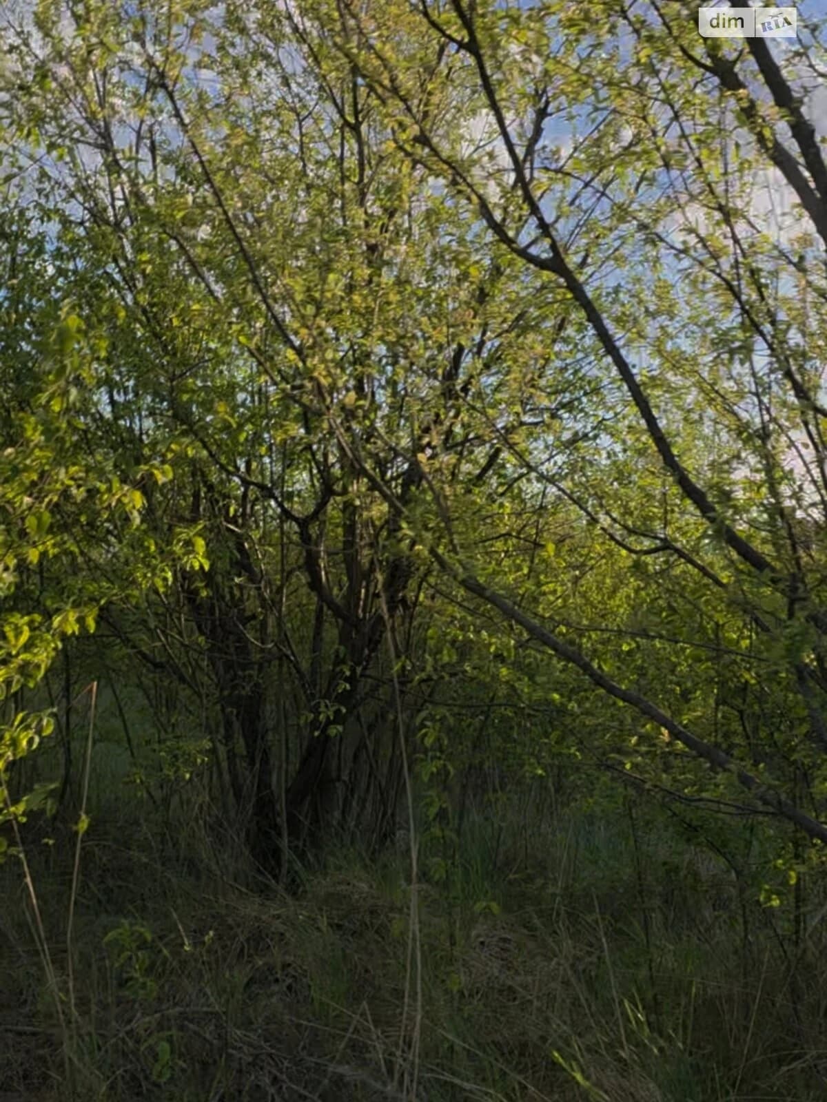 Ділянка 21 соток, Руські Комарівці: житлова забудова, під гараж - фото 3