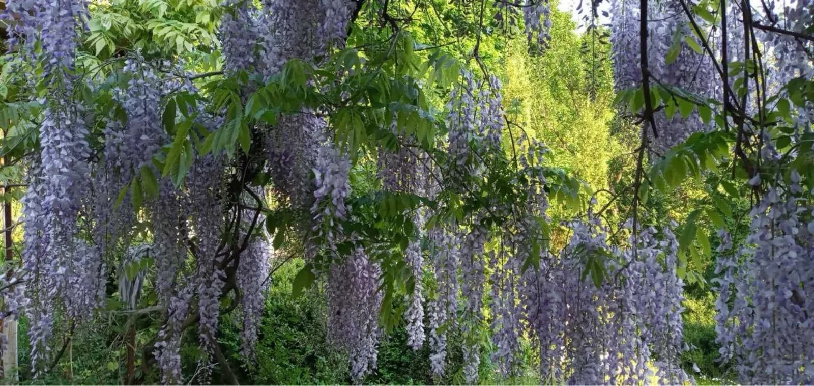 Дача, Васильків: гараж, 16 соток, річка поруч - фото 4