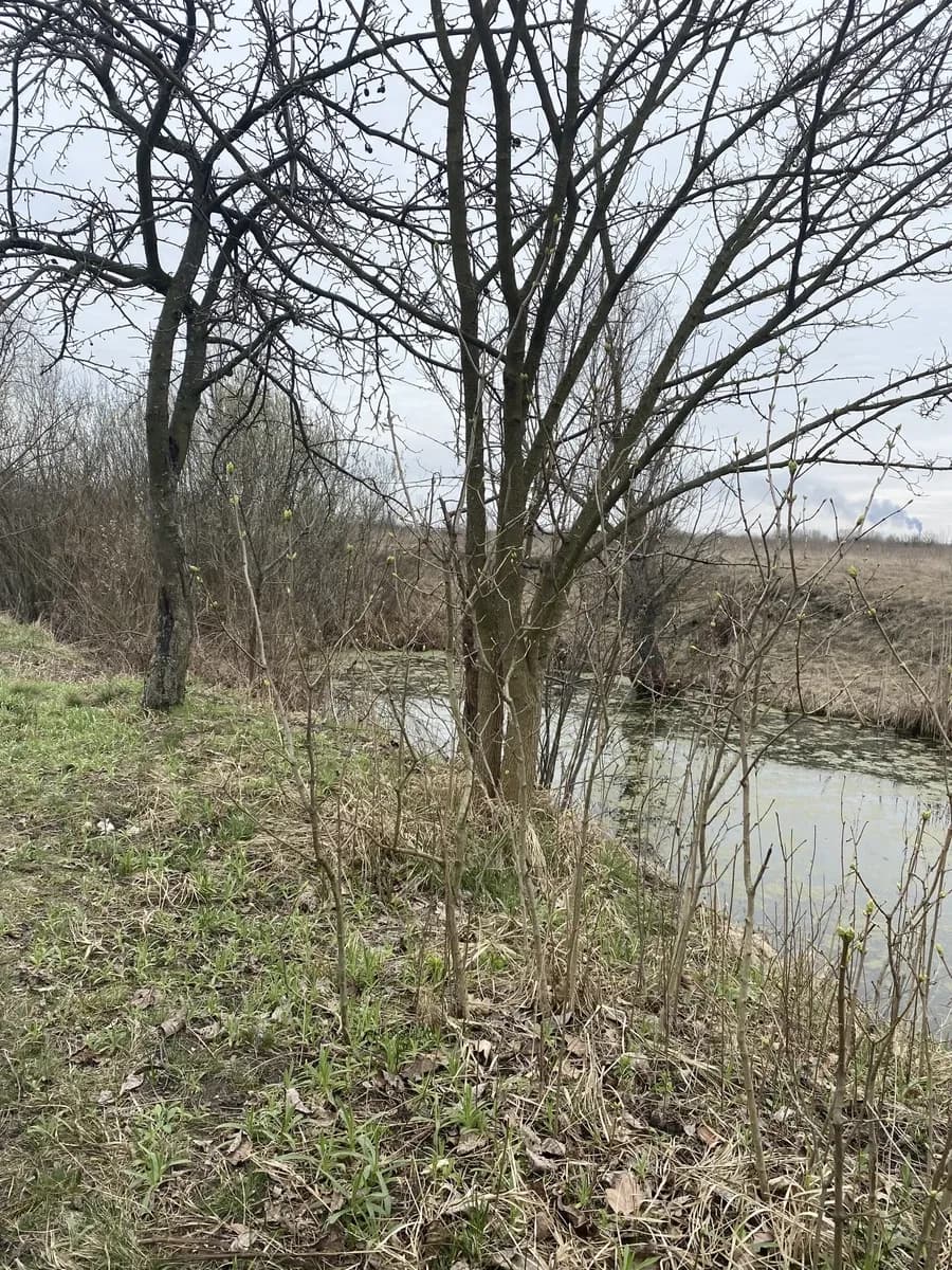 Ділянка 0.60 соток, Проців: електрика, водойма поруч - фото 3
