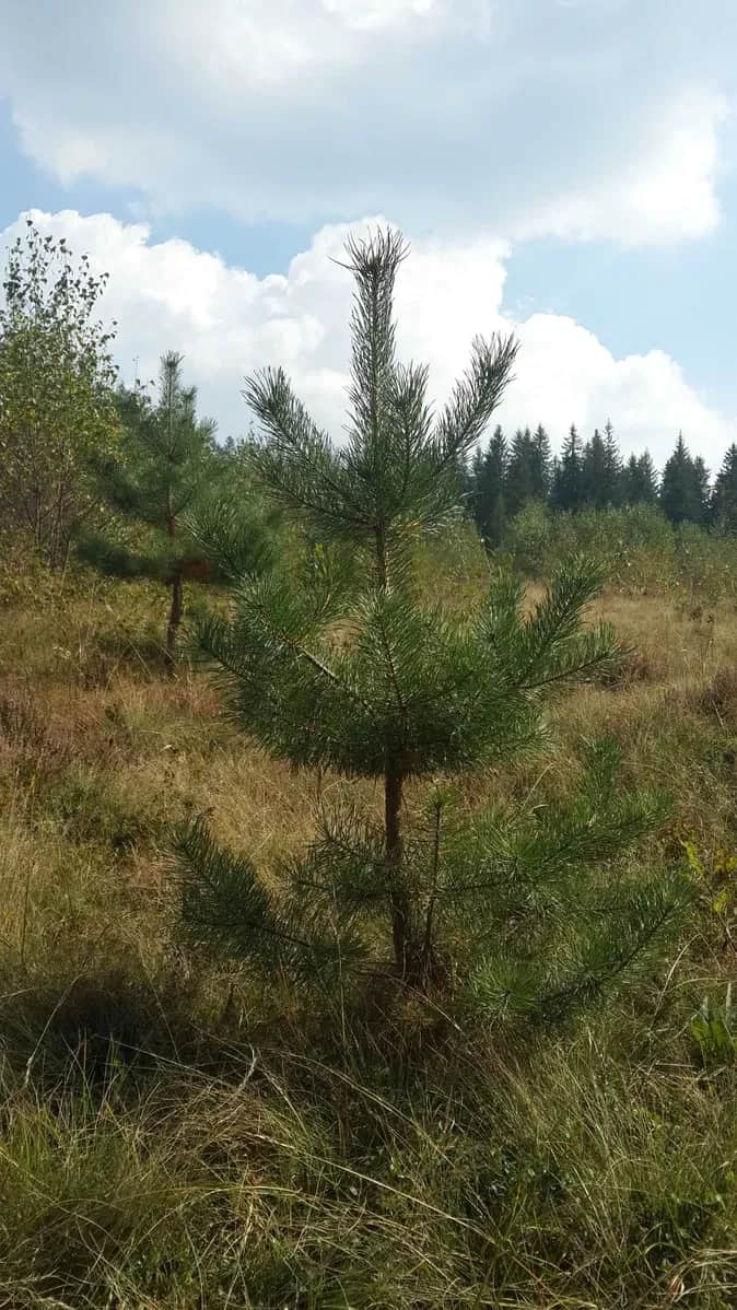 Ділянка 350 соток, Микуличин: під будівництво, ліс з трьох боків - фото 2