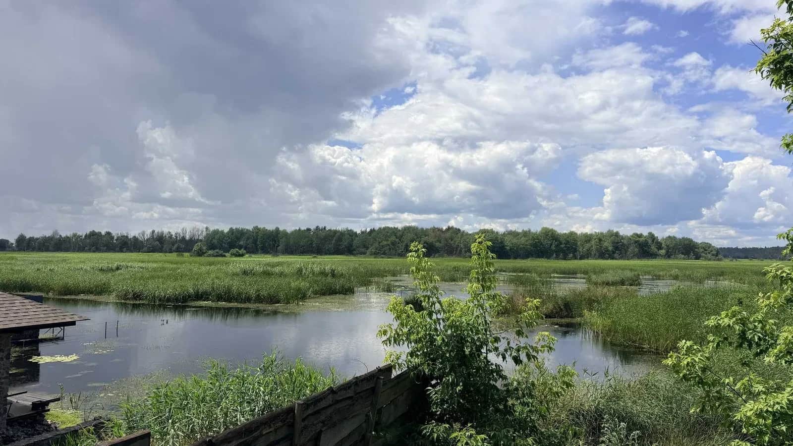 Ділянка 12,5 соток, Кедина Гора: 100 м до Дніпра, сосновий ліс - фото 1