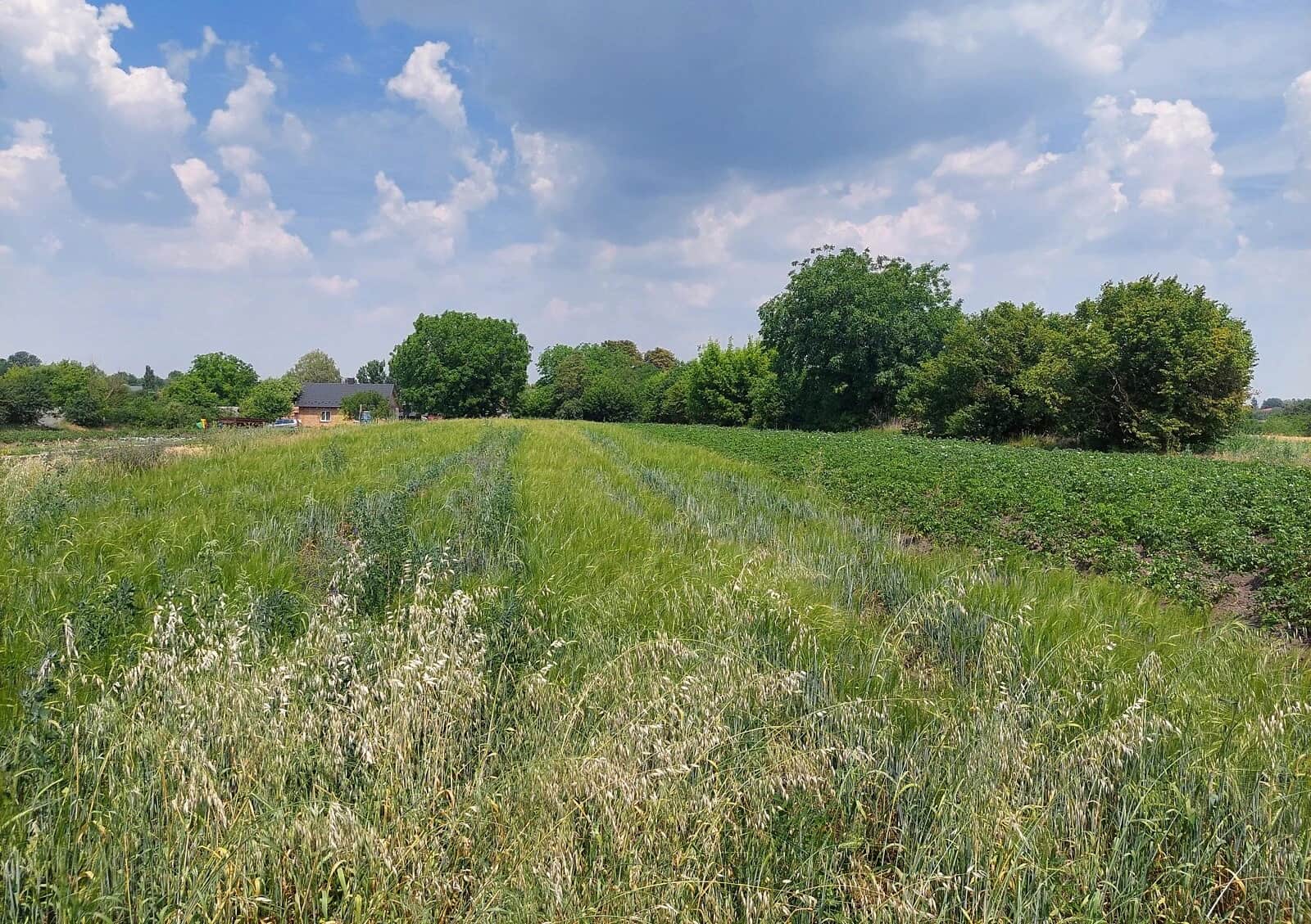 Ділянка 85 соток, Радомишль: під забудову, електрика і газ, криниця - фото 1