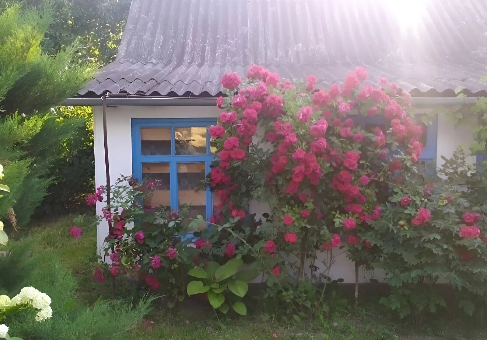 Будинок, Сенкевичівка: сад, літня кухня, господарські будівлі - фото 2