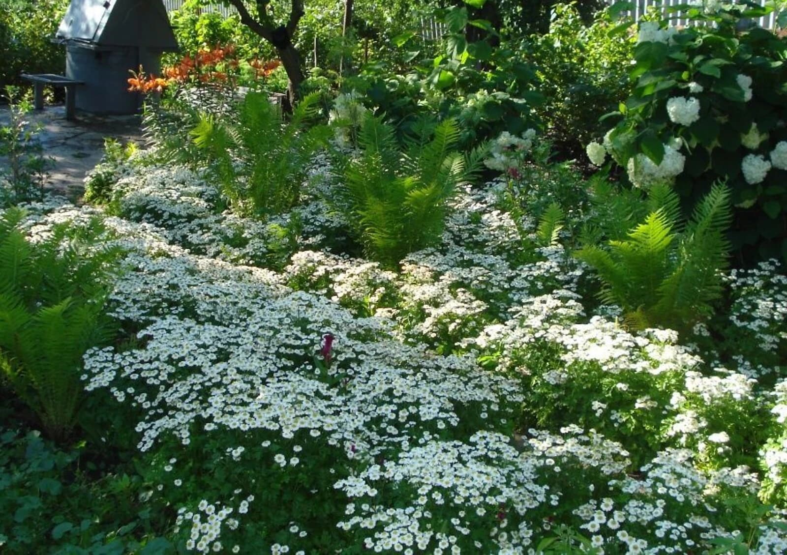 Будинок, Конотоп: опалення, стіни з брусу, свердловина - фото 4