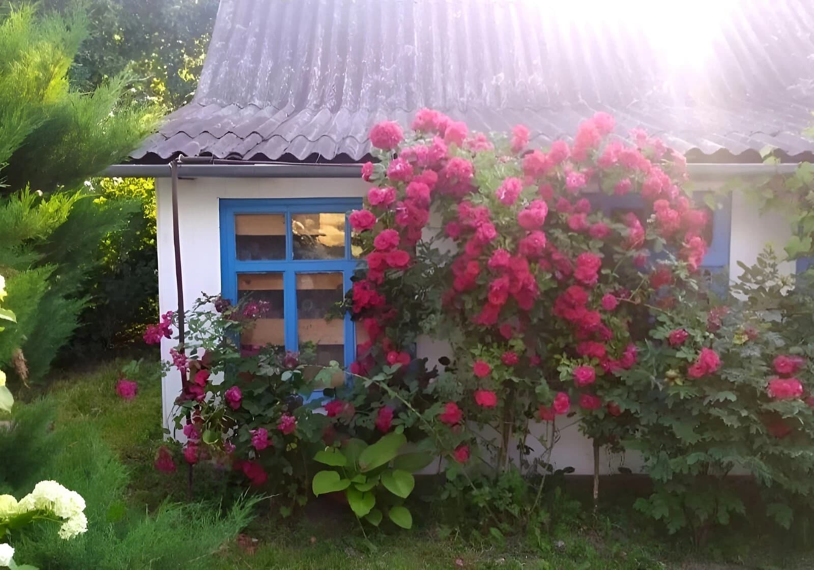 Будинок, Сенкевичівка: сад, літня кухня, господарські будівлі - фото 3