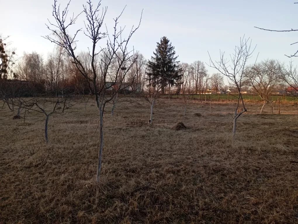Ділянка 40 соток, Краснобірка: молодий сад, будинок під знос - фото 2