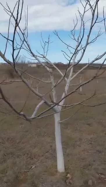 Ділянка 300 соток, Вознесенськ: горіховий сад, будинок - фото 2
