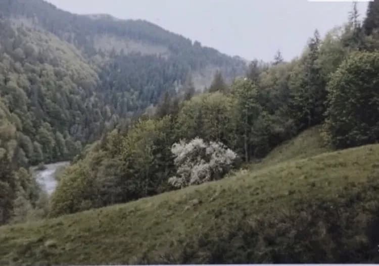 Ділянка 46 соток, Верховина: біля Чорного Черемоша, без сусідів - фото 3