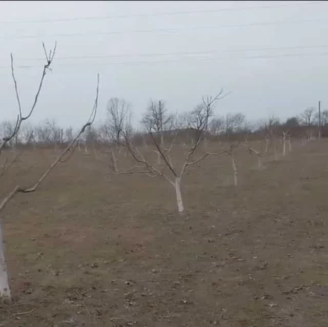 Ділянка 300 соток, Вознесенськ: горіховий сад, будинок - фото 3
