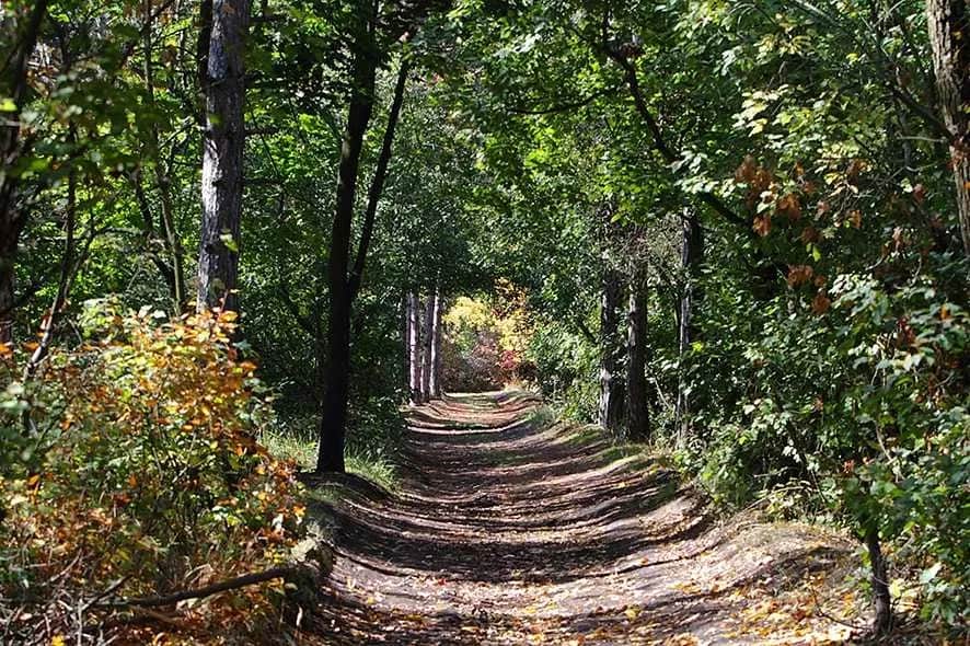 Ділянка 9,75 соток, Сосновий берег: Лузанівський ліс, море поруч - фото 2