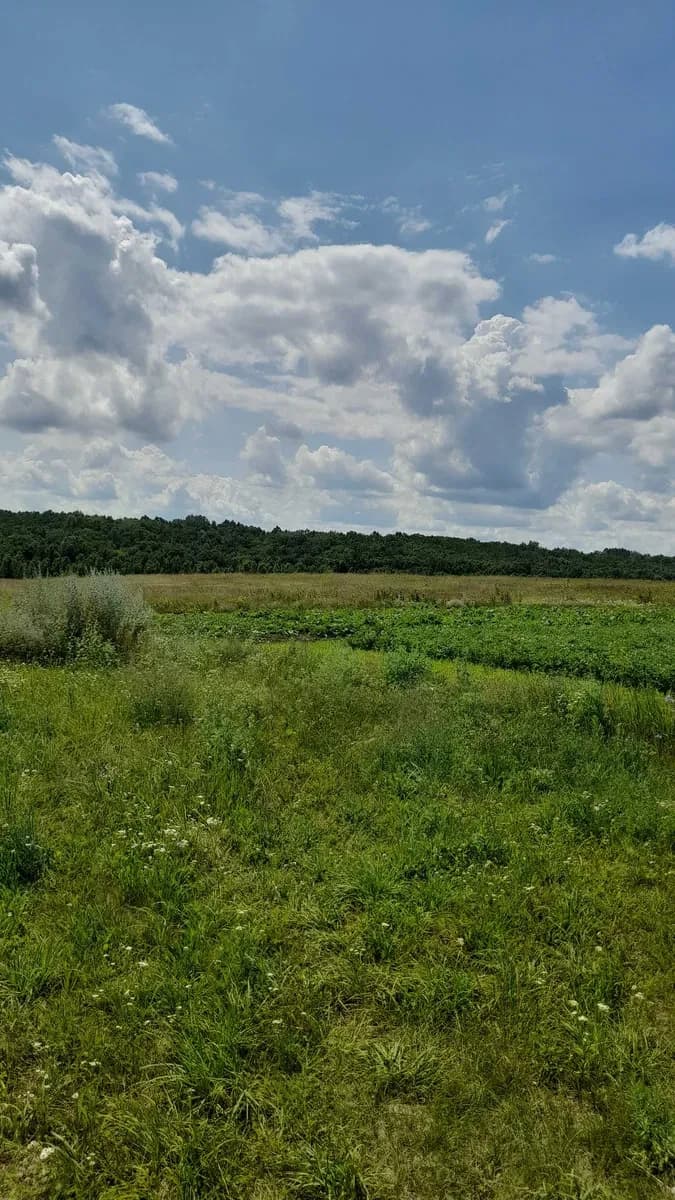 Ділянка 0,10 соток, Ржищів: під забудову, біля лісу - фото 4