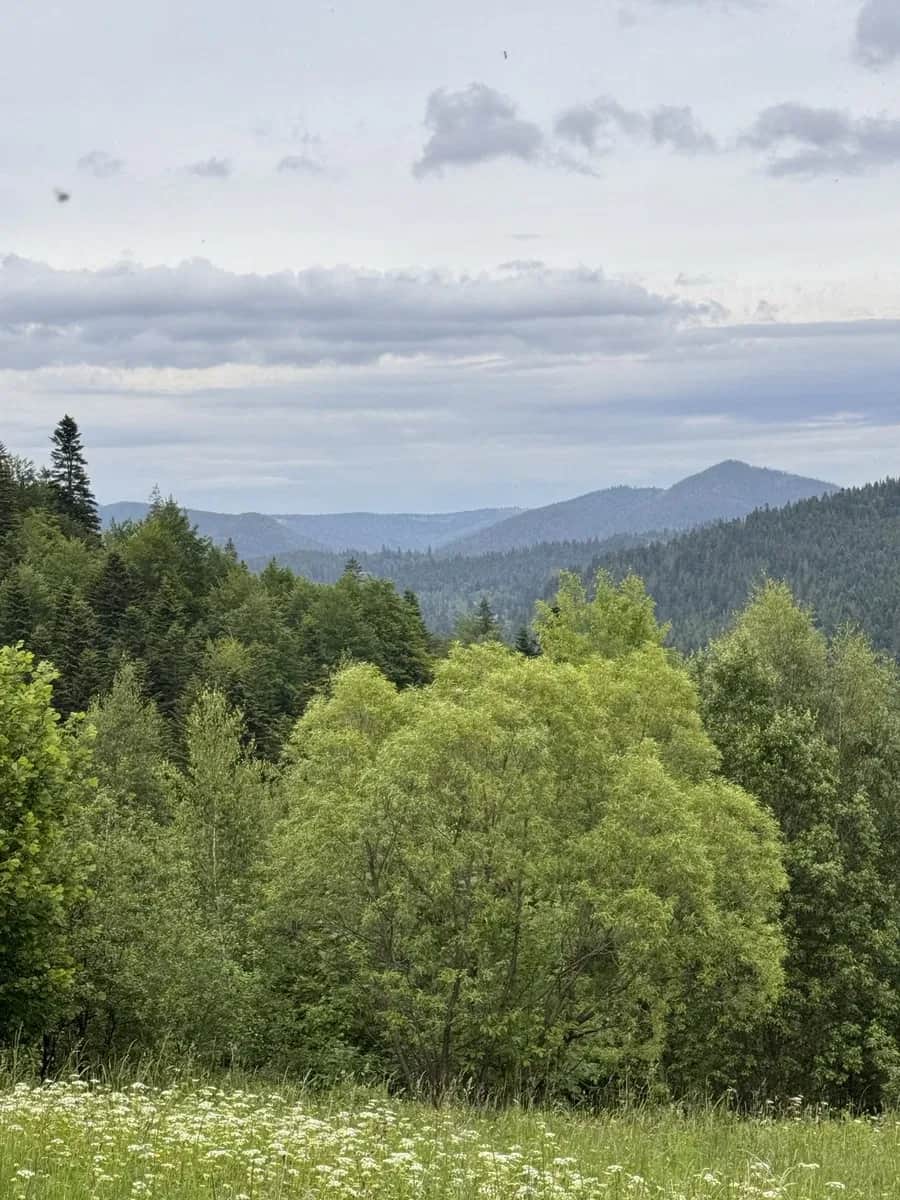 Ділянка 25 соток, Микуличин: під забудову, 600 м до дороги на Буковель - фото 1