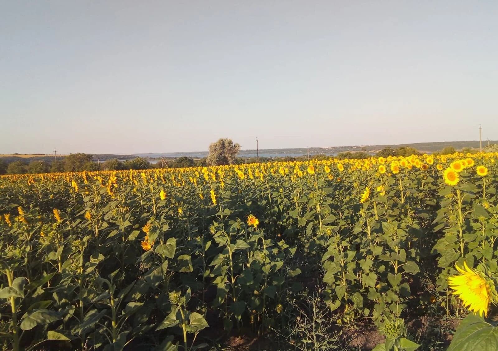 Ділянка 75 соток, Воронівка (Дніпро): під житлову забудову, під гараж - фото 2