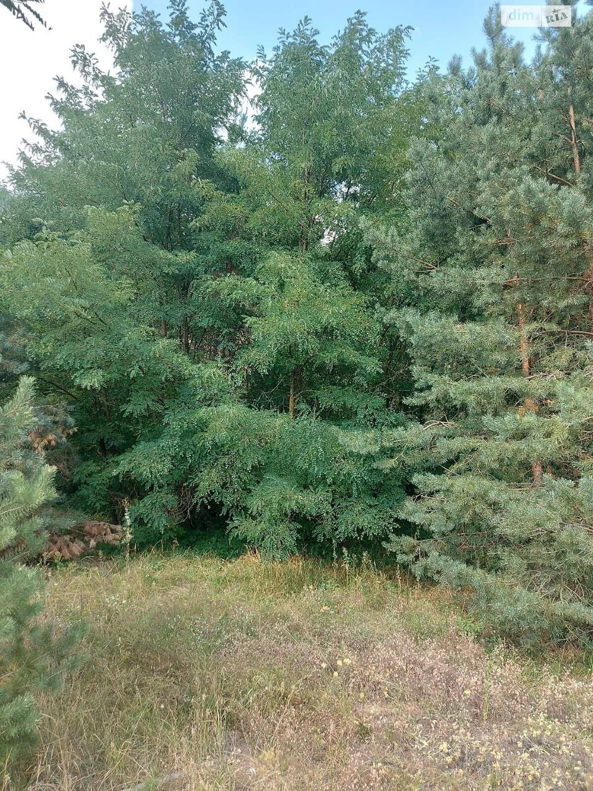 Ділянка 25 соток, Рокитне: під житлову забудову, електрика і газ - фото 3